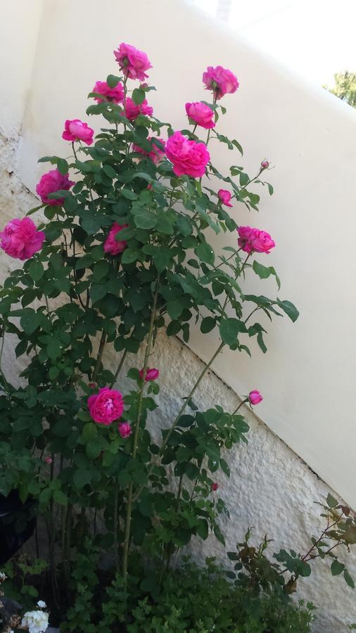 Rose Garden Rooms Moraḯtika Esterno foto